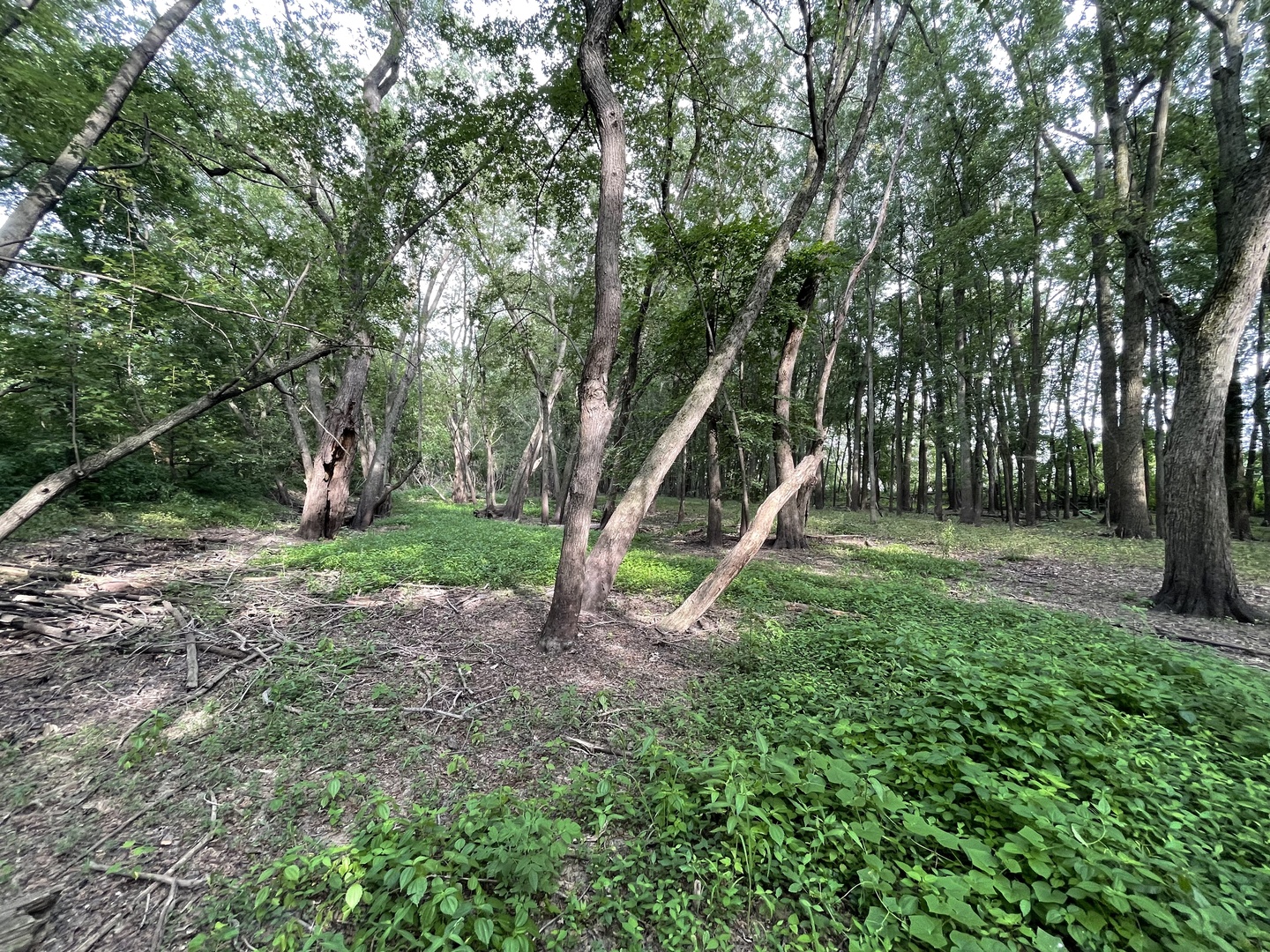 0 River Drive Byron, IL 61010 - Photo 9 of 33 a view of a park with large trees