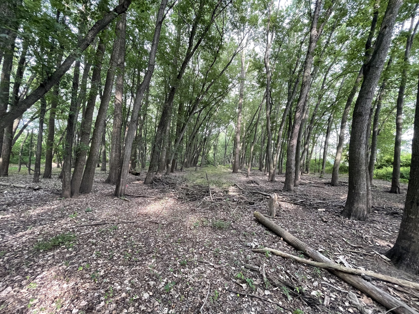 0 River Drive Byron, IL 61010 - Photo 10 of 33 a view of a forest with trees in the background