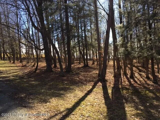 a view of a forest with trees in the background