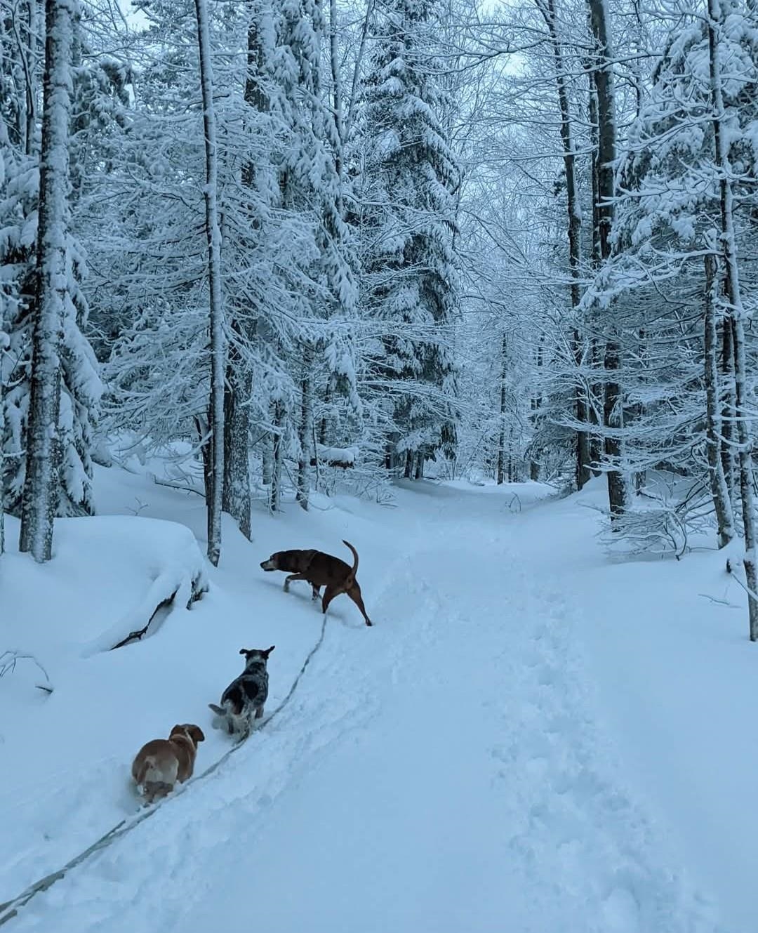 1422 Cabot Road Woodbury, VT 05681 - Photo 24 of 47