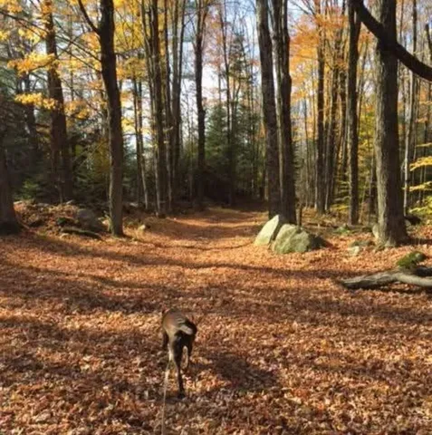 $399,000 | 1422 Cabot Road, Woodbury, VT 05681