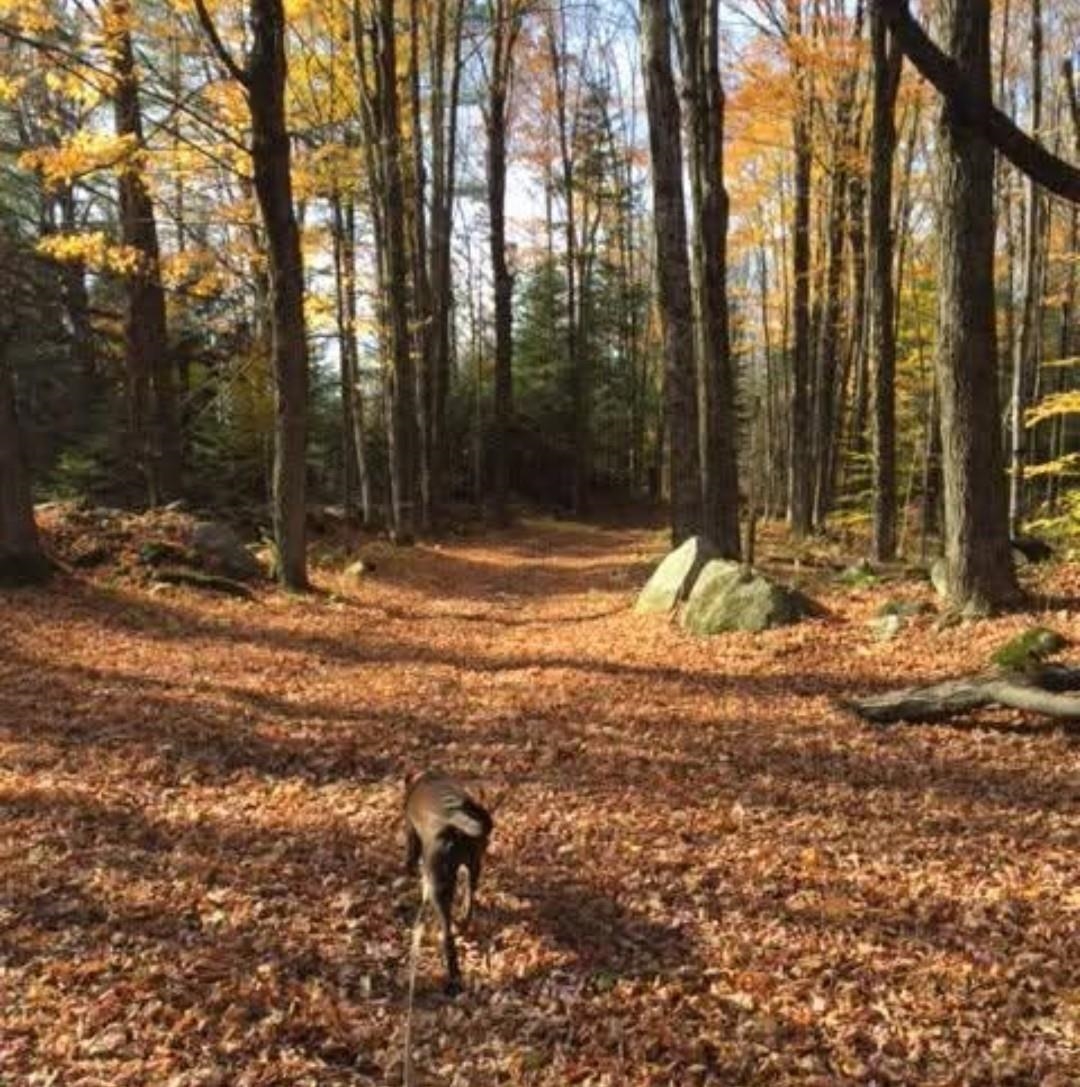 1422 Cabot Road Woodbury, VT 05681 - Photo 33 of 47