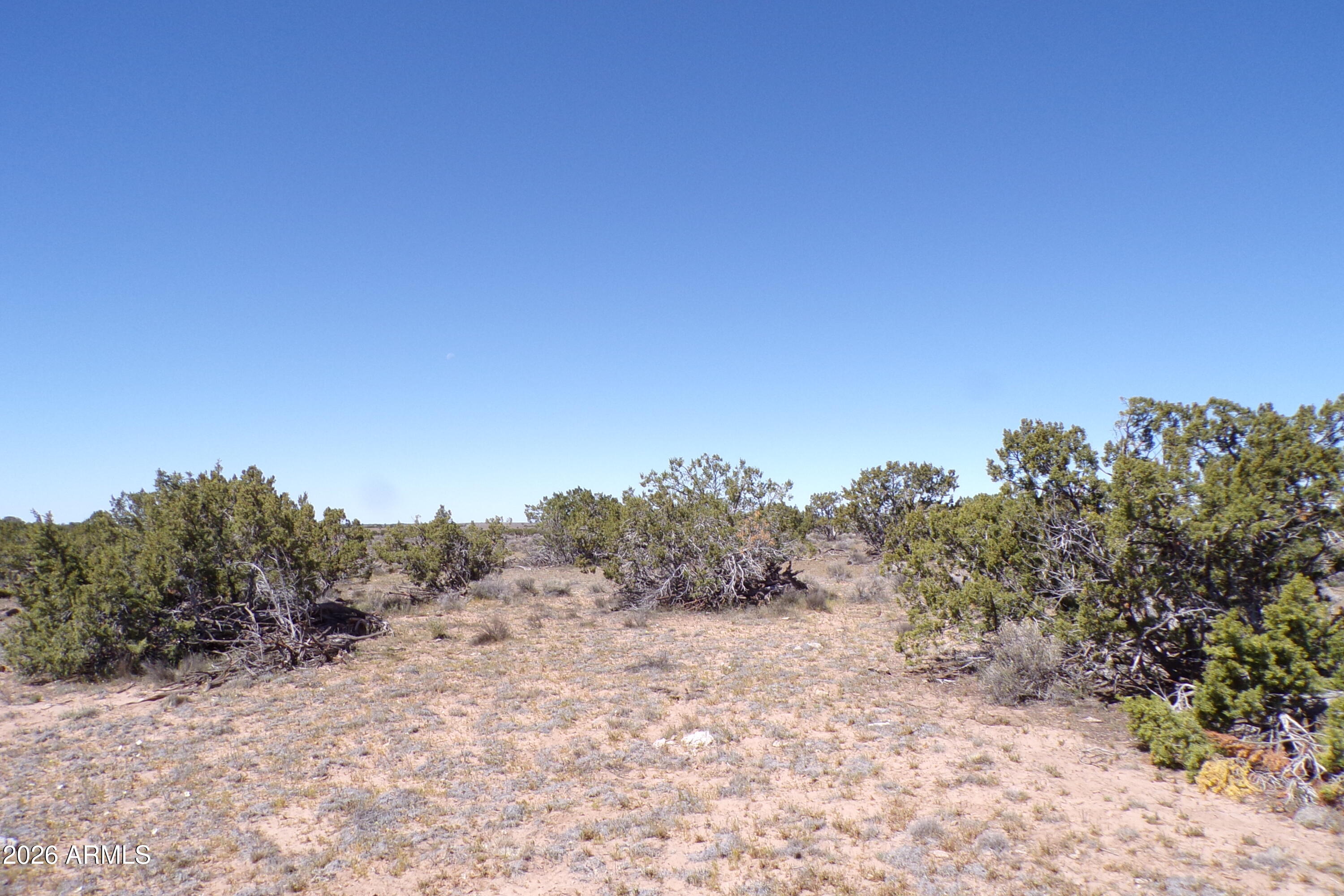 0 Ranch Road Sanders, AZ 86512 - Photo 14 of 42 a view of a dry yard with trees in the background