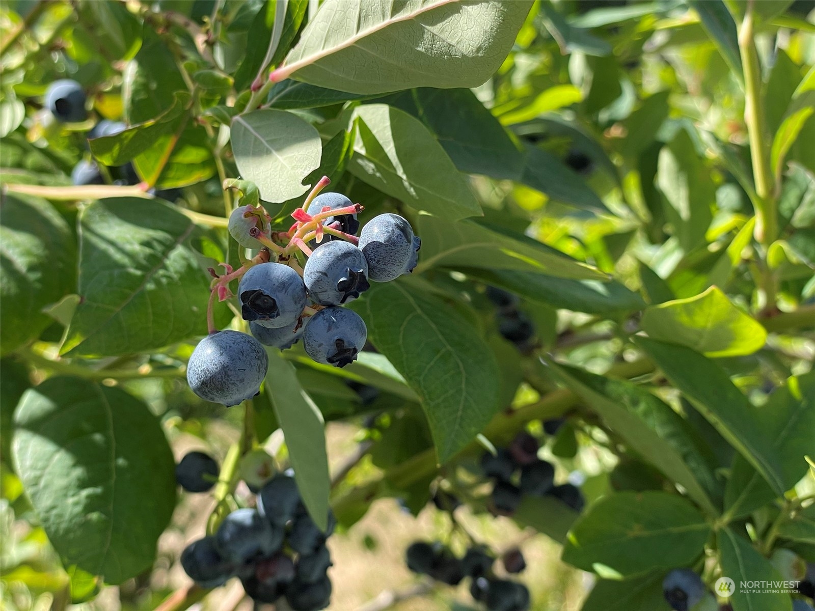 4217 South Bean Road Port Angeles, WA 98363 - Photo 35 of 40 a view of flowers