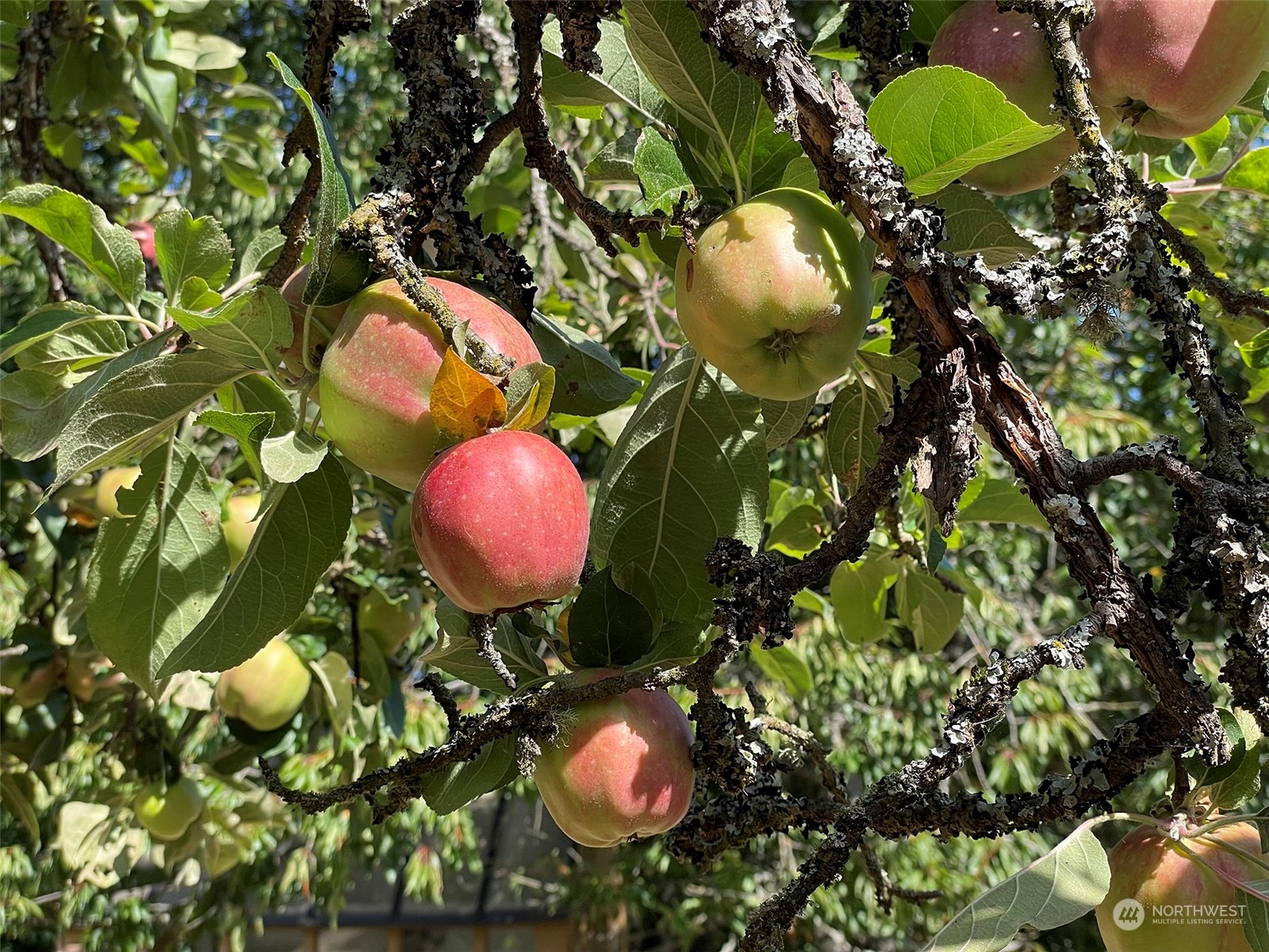 4217 South Bean Road Port Angeles, WA 98363 - Photo 36 of 40 a close up of a flower in a garden