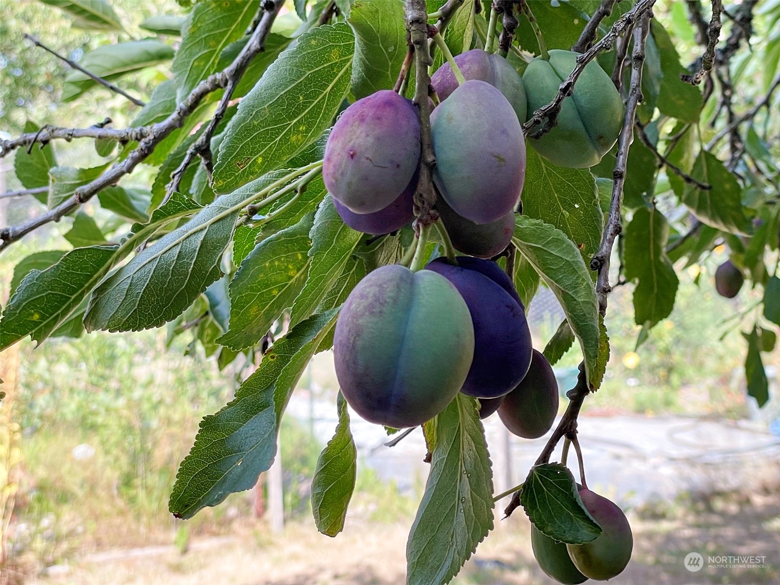 4217 South Bean Road Port Angeles, WA 98363 - Photo 37 of 40 a view of entryway