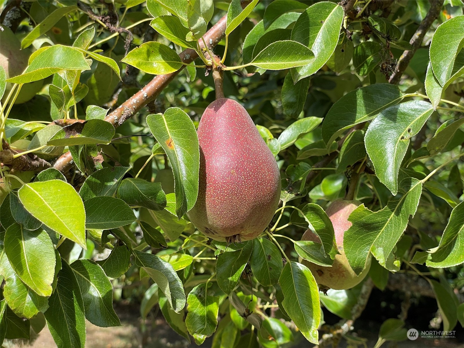 4217 South Bean Road Port Angeles, WA 98363 - Photo 39 of 40 a view of a plant