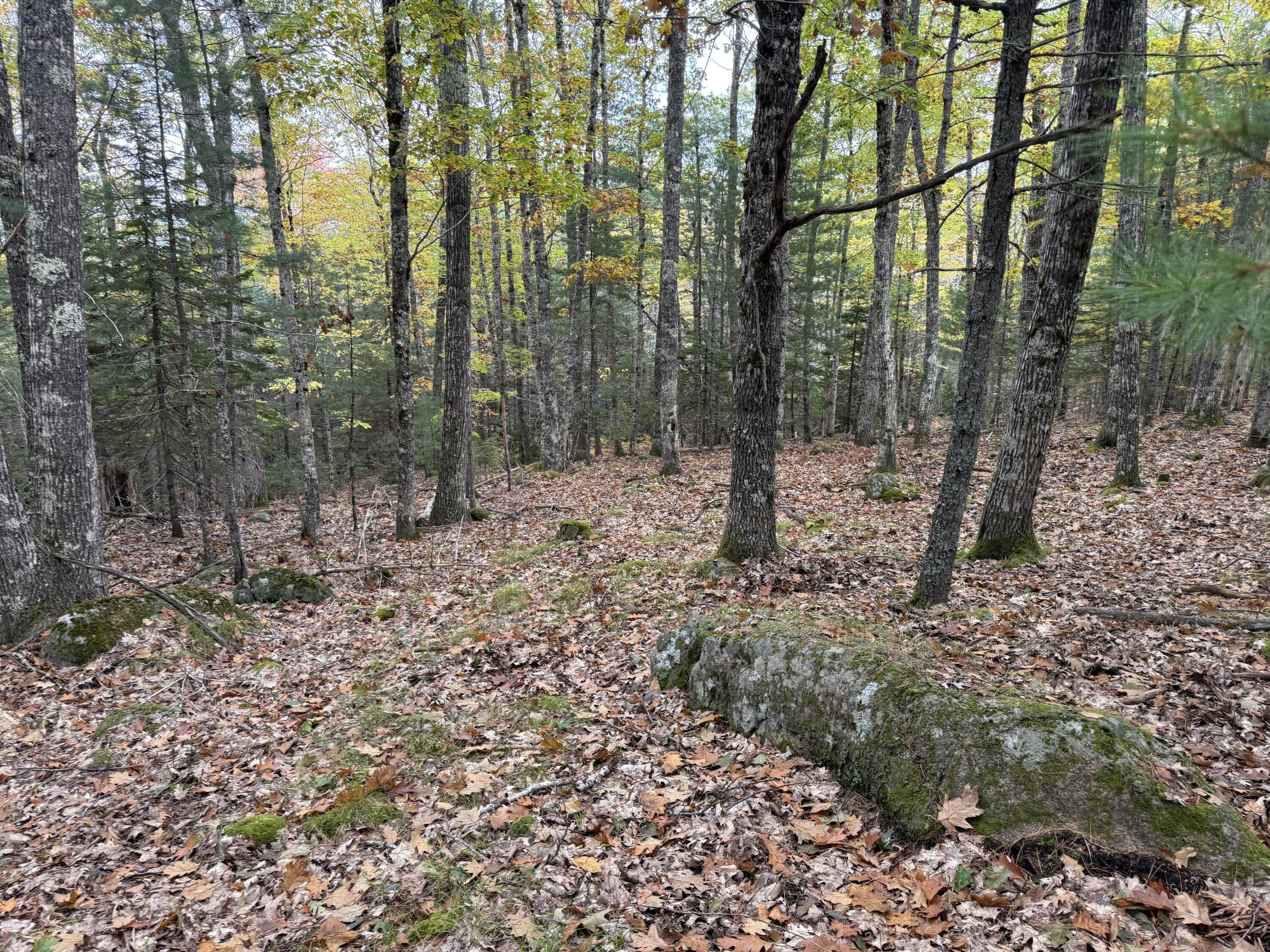 63-3 Oak Grove Road Mount Desert, ME 04660 - Photo 6 of 9 woods 2