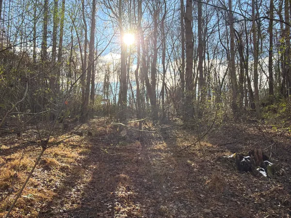 a view of outdoor space with lots of trees