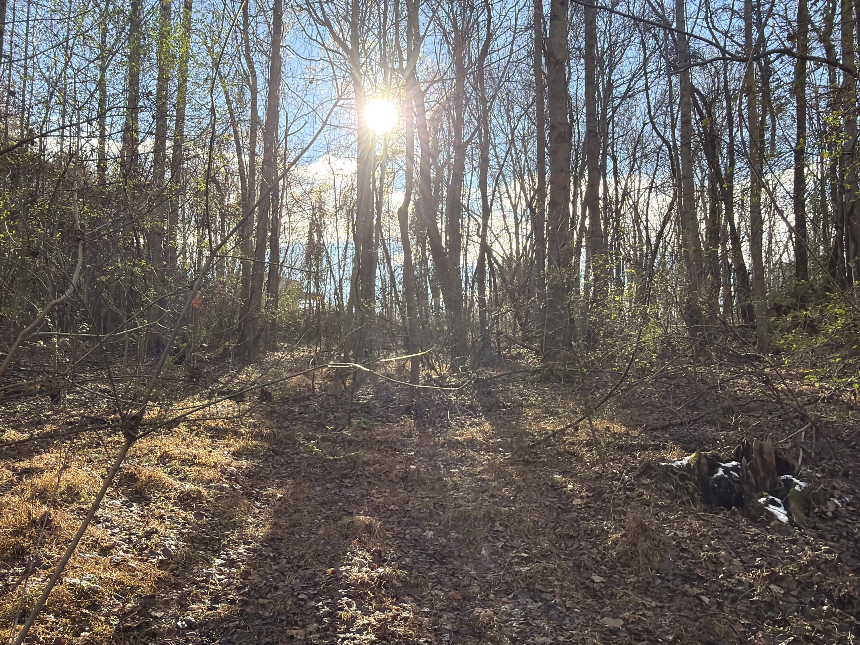 3446 Spencer-Preston Road Martinsville, VA 24112 - Photo 2 of 5 a view of outdoor space with lots of trees