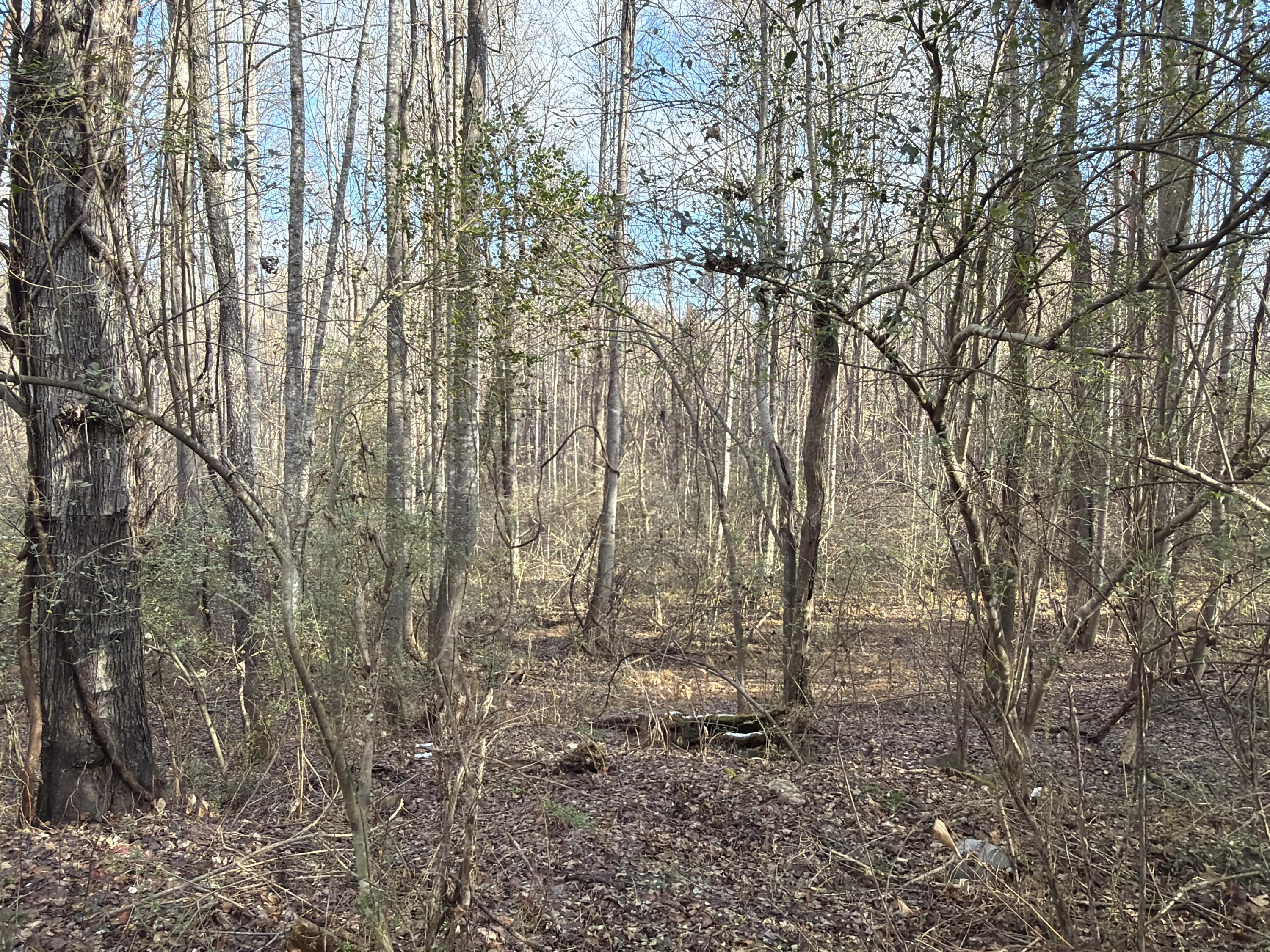 3446 Spencer-Preston Road Martinsville, VA 24112 - Photo 4 of 5 a view of forest