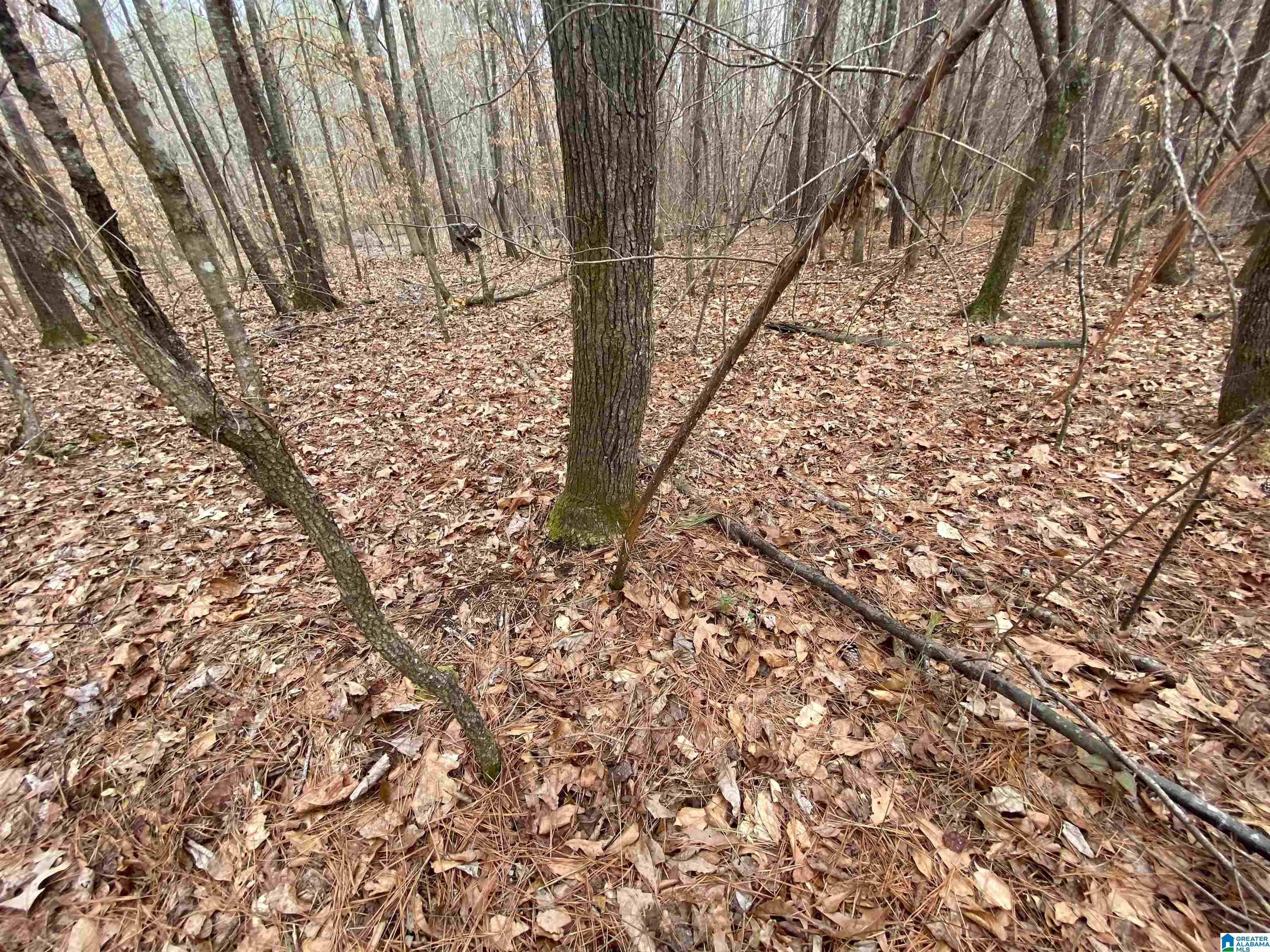 0 Sweatt Road, Unit TRACT C 29 / ACRES Steele, AL 35987 - Photo 4 of 9