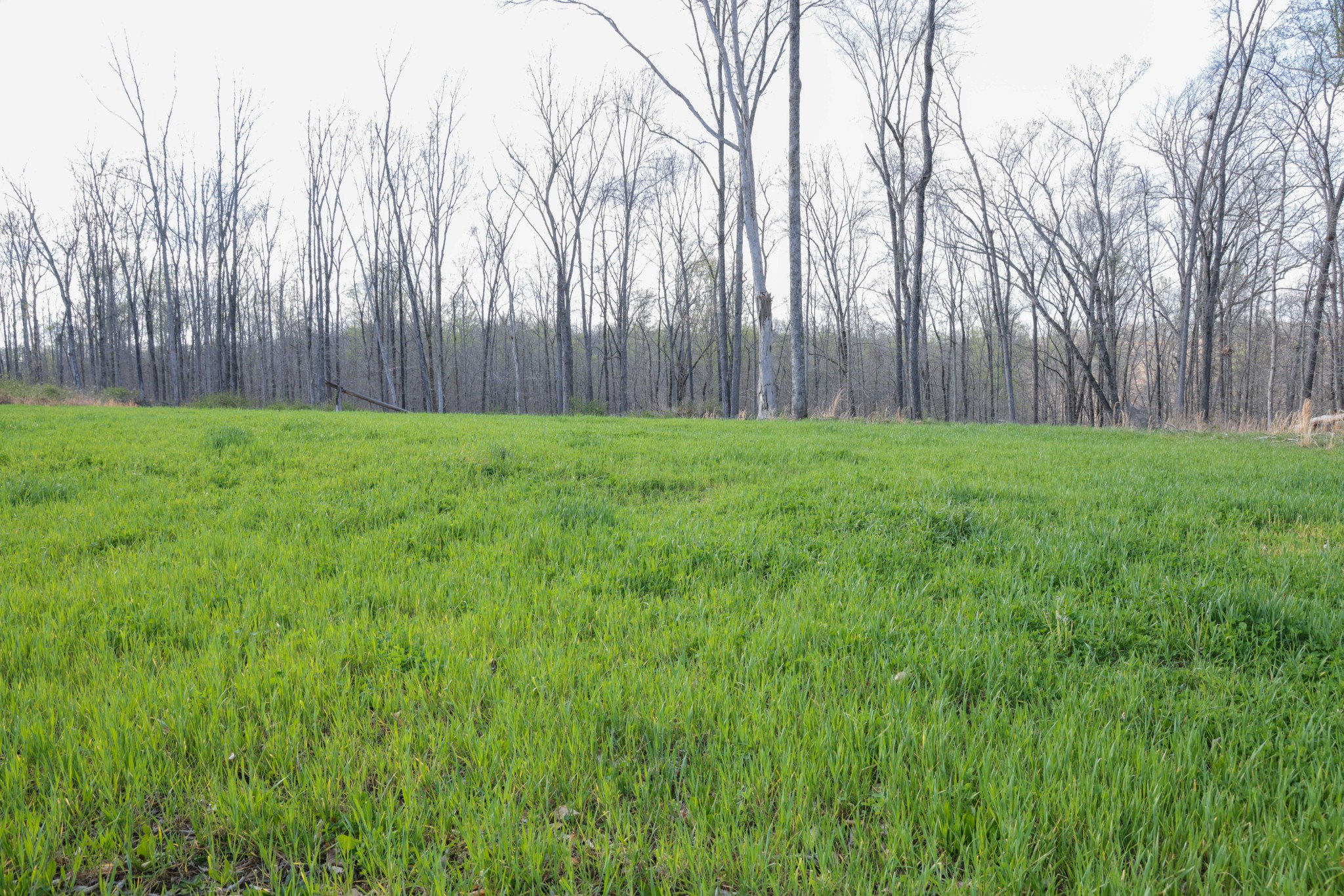 0 Bell Hollow Road Vanleer, TN 37181 - Photo 8 of 31 Gallery Image 8