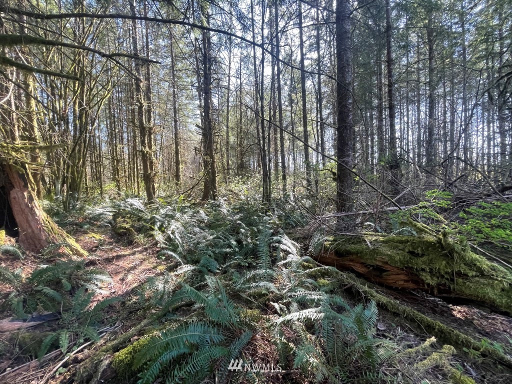 174-xx Pilchuck Tree Farm Road Granite Falls, WA 98252 - Photo 4 of 13 Gallery Image 4