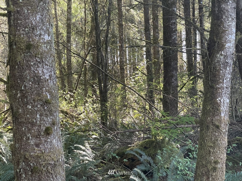 174-xx Pilchuck Tree Farm Road Granite Falls, WA 98252 - Photo 6 of 13 Gallery Image 6