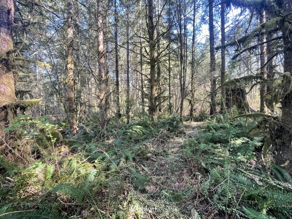 174-xx Pilchuck Tree Farm Road Granite Falls, WA 98252 - Photo 8 of 13 Gallery Image 8