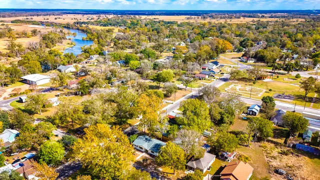 a view of a large tree with lots of plants