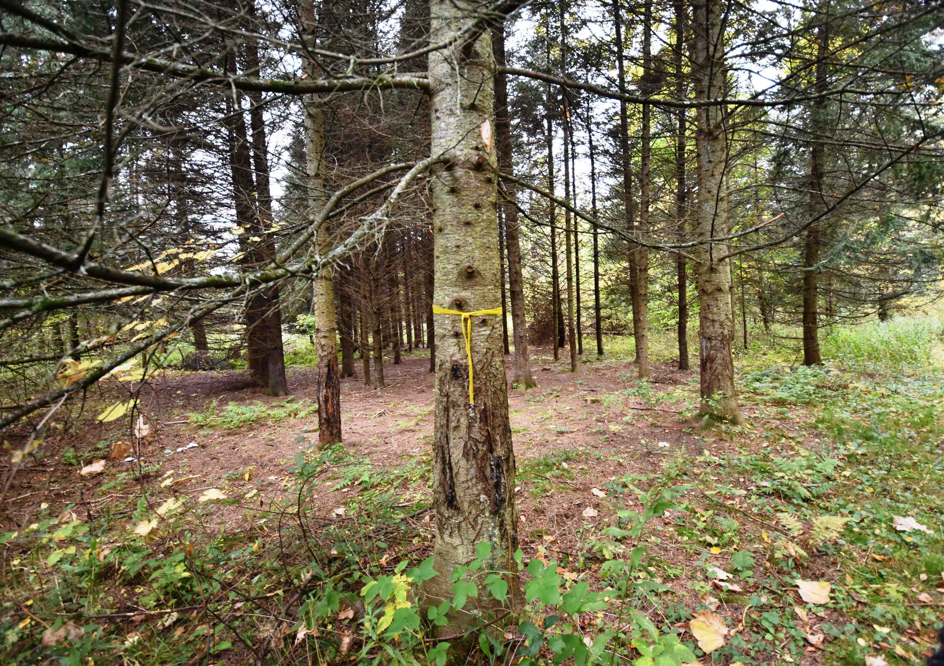 Lot 4 Old Farm Lane, Unit 4 Ferrisburgh, VT 05456 - Photo 19 of 34 Gallery Image 19