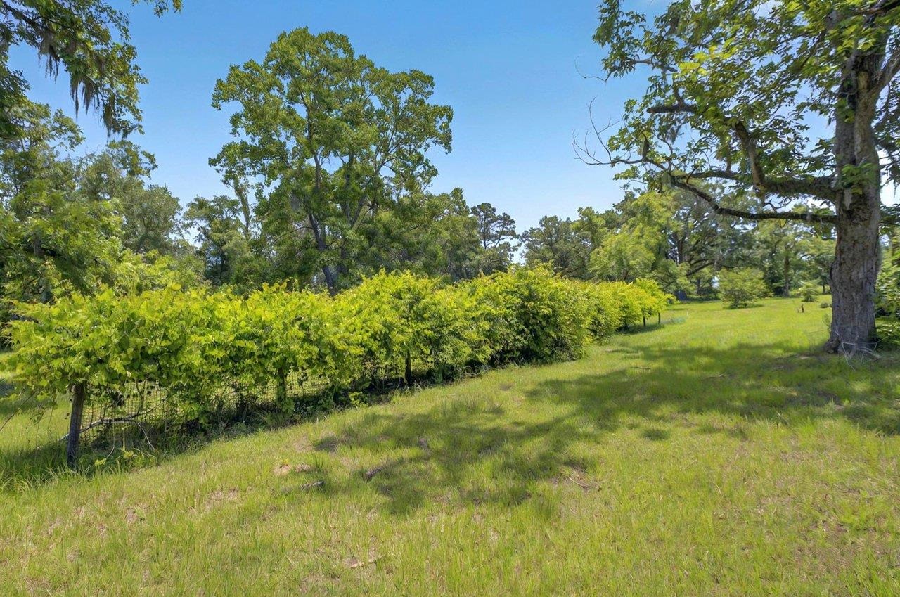 952 Turney Anderson Road Monticello, FL 32344 - Photo 8 of 42