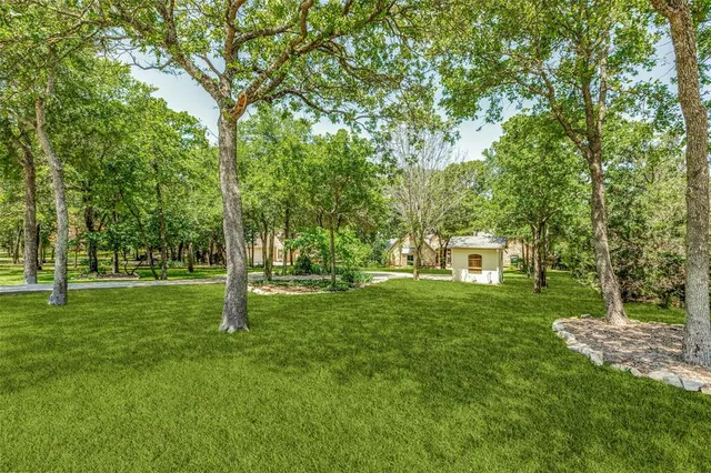 a view of a tree in a yard