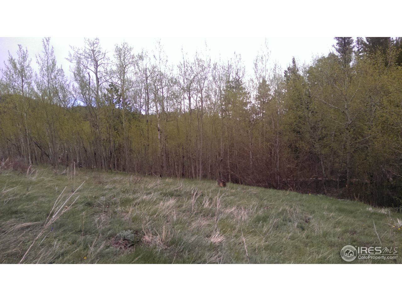 981 Beartrap Road Red Feather Lakes, CO 80545 - Photo 13 of 17 Gallery Image 13