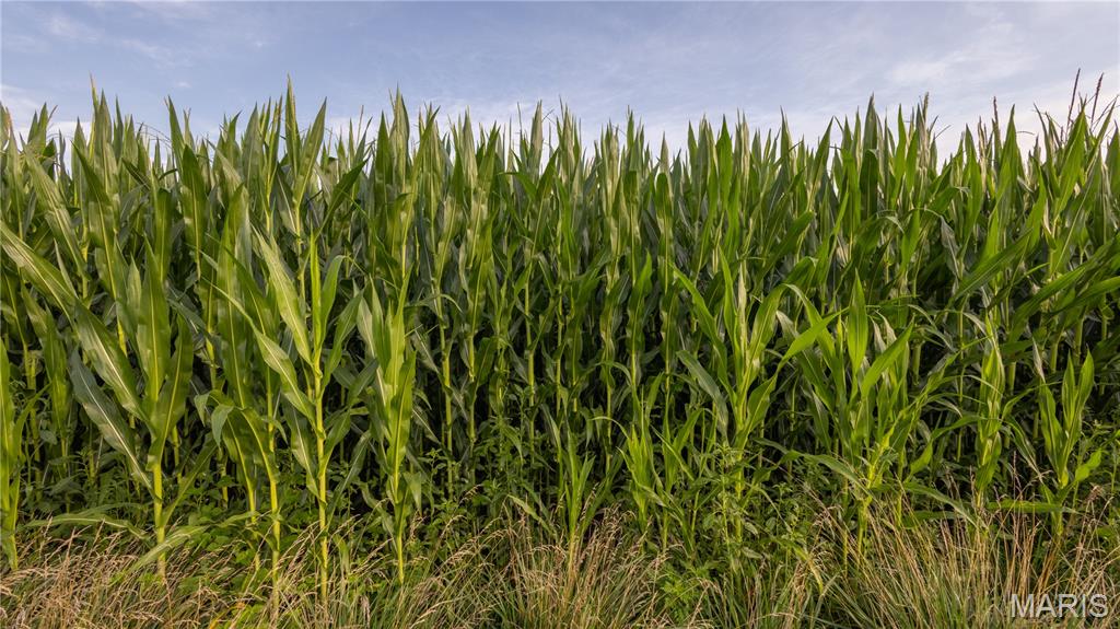 0 Sand Creek Bottom Road Greentop, MO 63546 - Photo 14 of 36