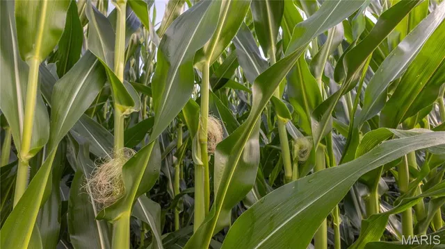 $479,900 | 0 Sand Creek Bottom Road, Greentop, MO 63546