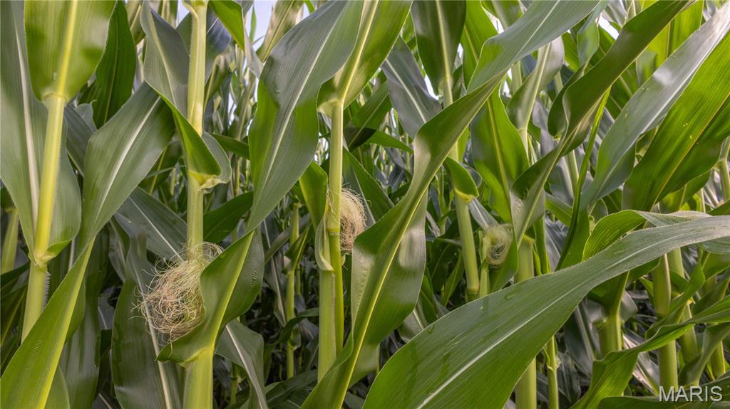 0 Sand Creek Bottom Road Greentop, MO 63546 - Photo 18 of 36