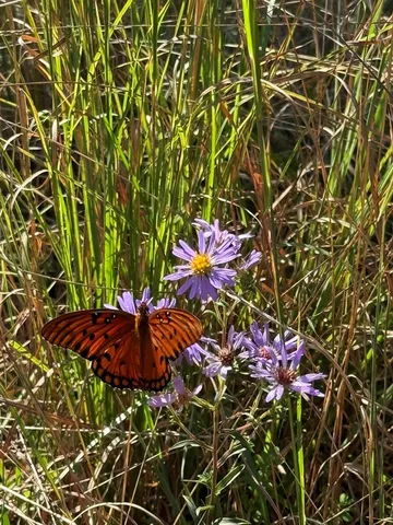 a view of mountain view with lots of trees