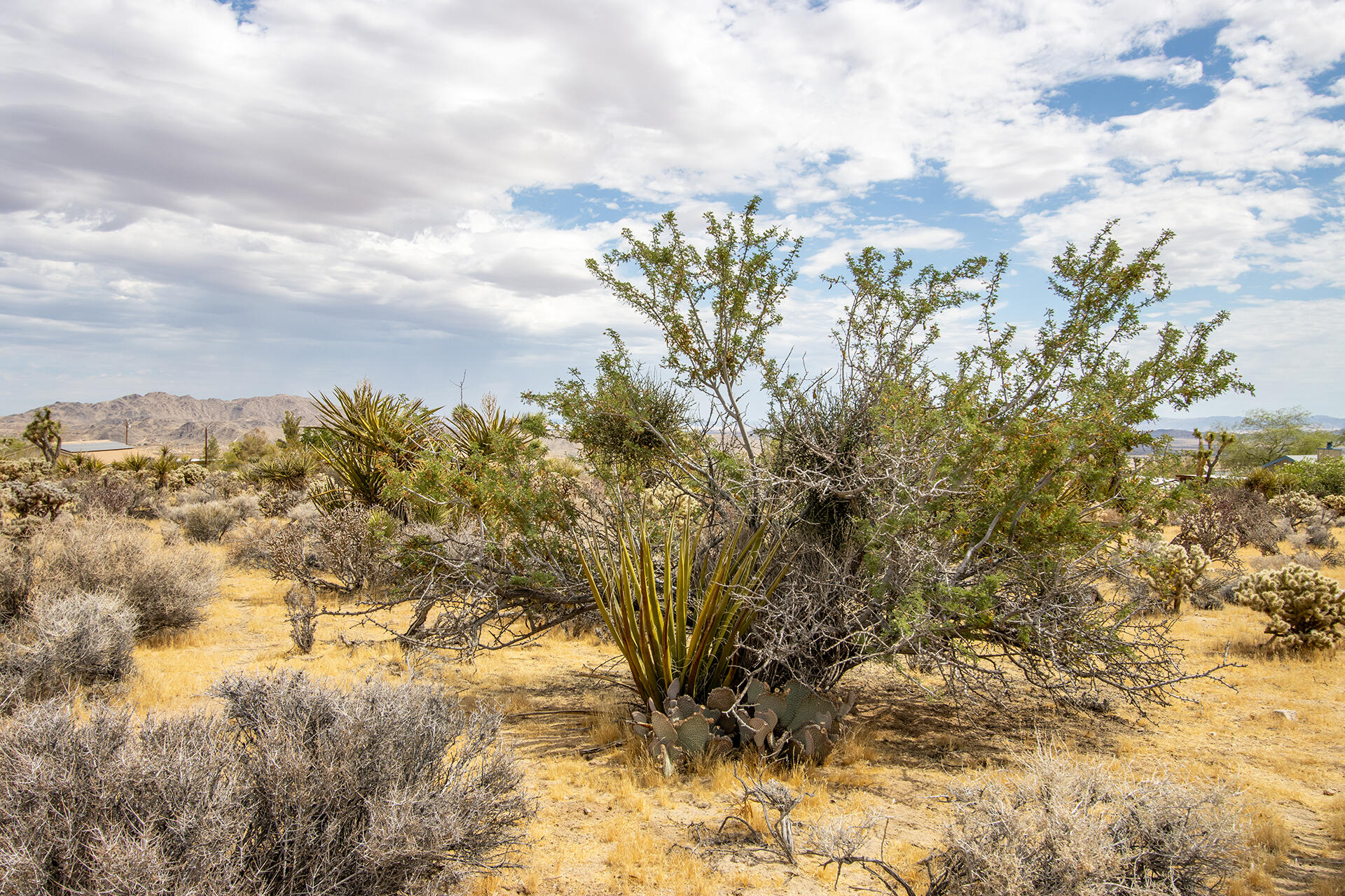 207 Onaga Trail Joshua Tree, CA 92252 - Photo 10 of 27 IMG_1890