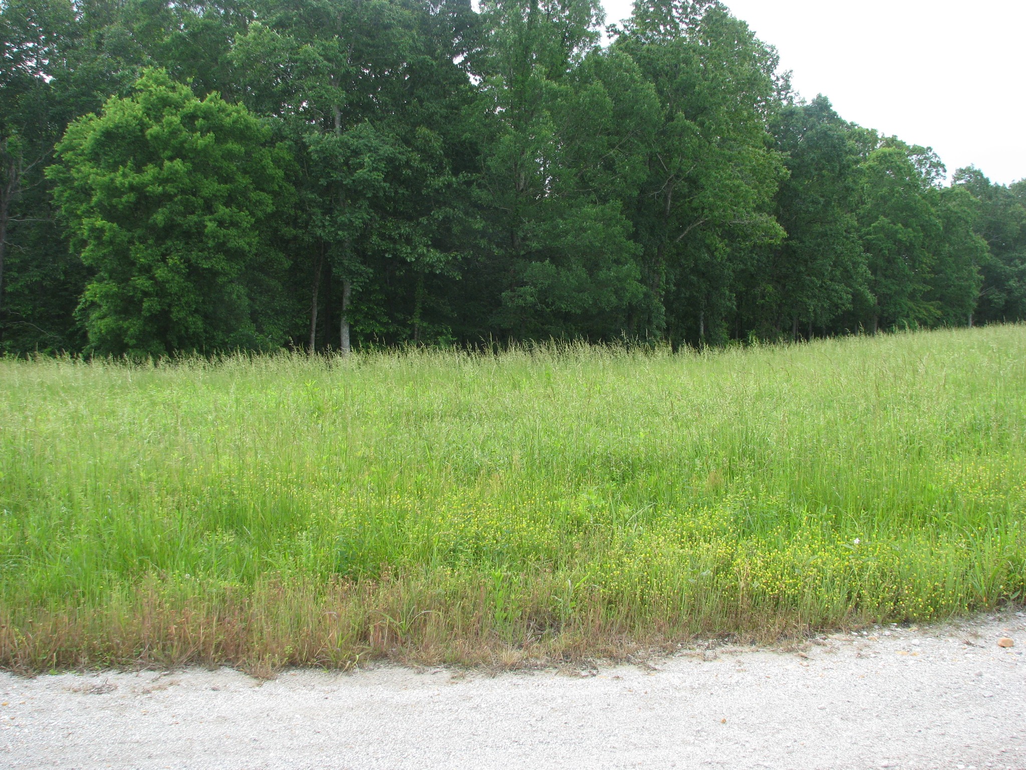 0 Barge Road Waverly, TN 37185 - Photo 3 of 11 a view of a yard