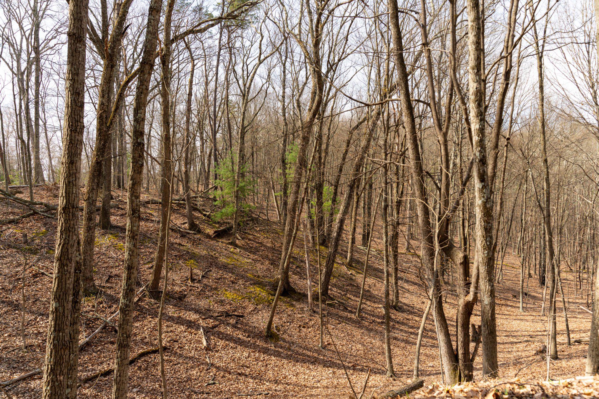 Walnut Ridge Road Southeast Oldtown, MD 21555 - Photo 11 of 18