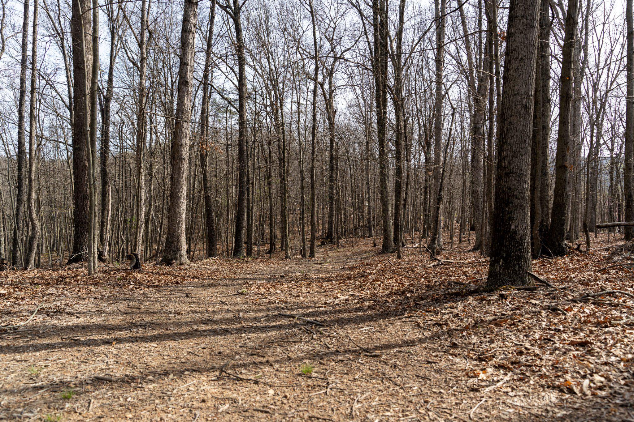 Walnut Ridge Road Southeast Oldtown, MD 21555 - Photo 3 of 18