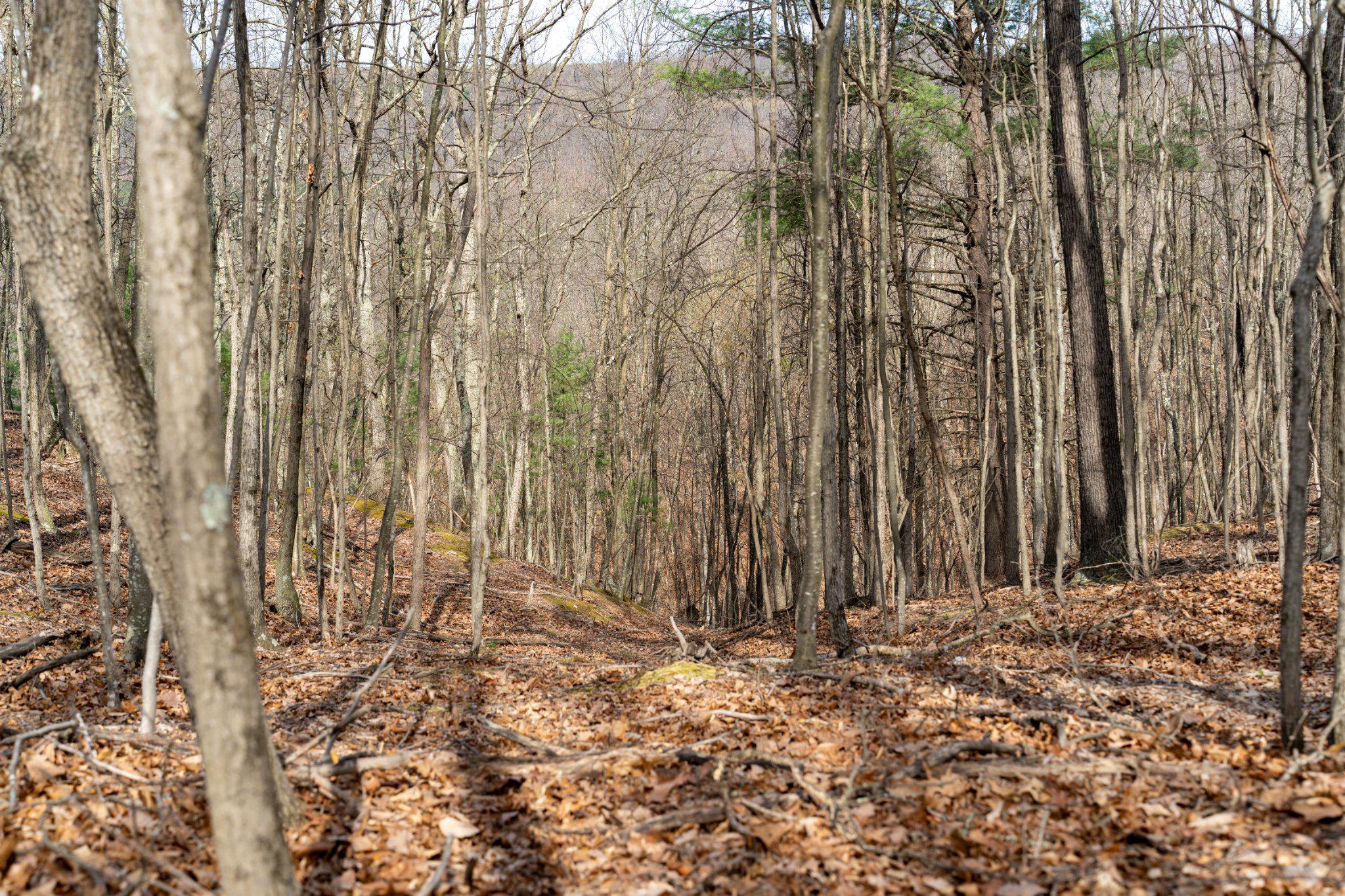 Walnut Ridge Road Southeast Oldtown, MD 21555 - Photo 4 of 18