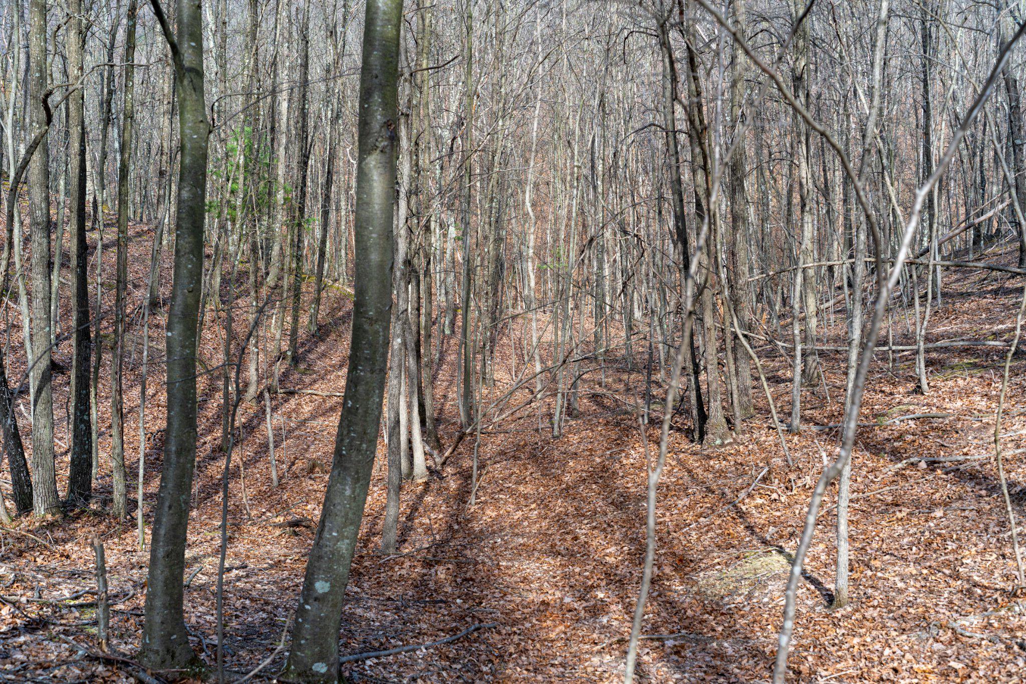 Walnut Ridge Road Southeast Oldtown, MD 21555 - Photo 5 of 18