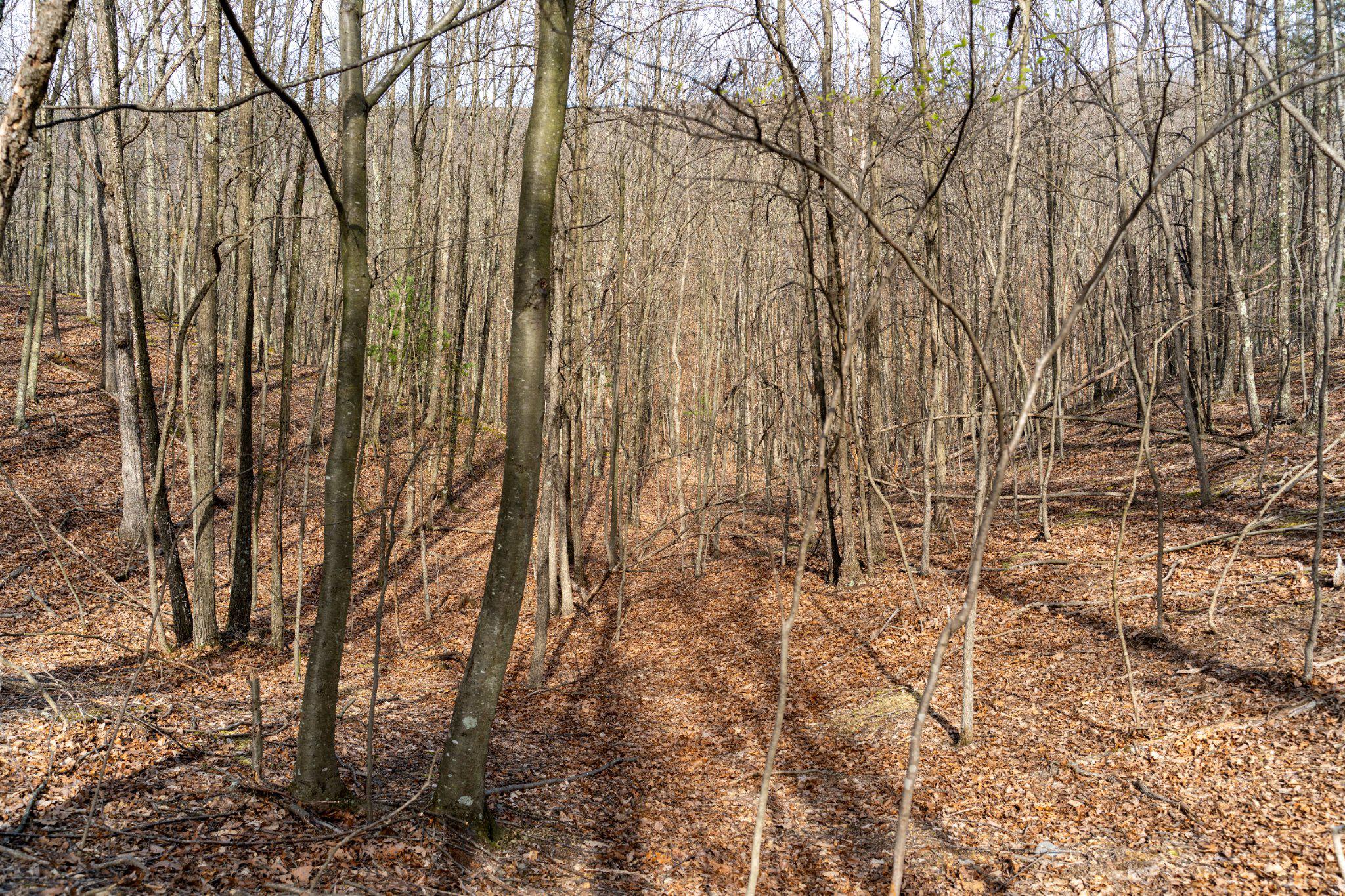 Walnut Ridge Road Southeast Oldtown, MD 21555 - Photo 6 of 18