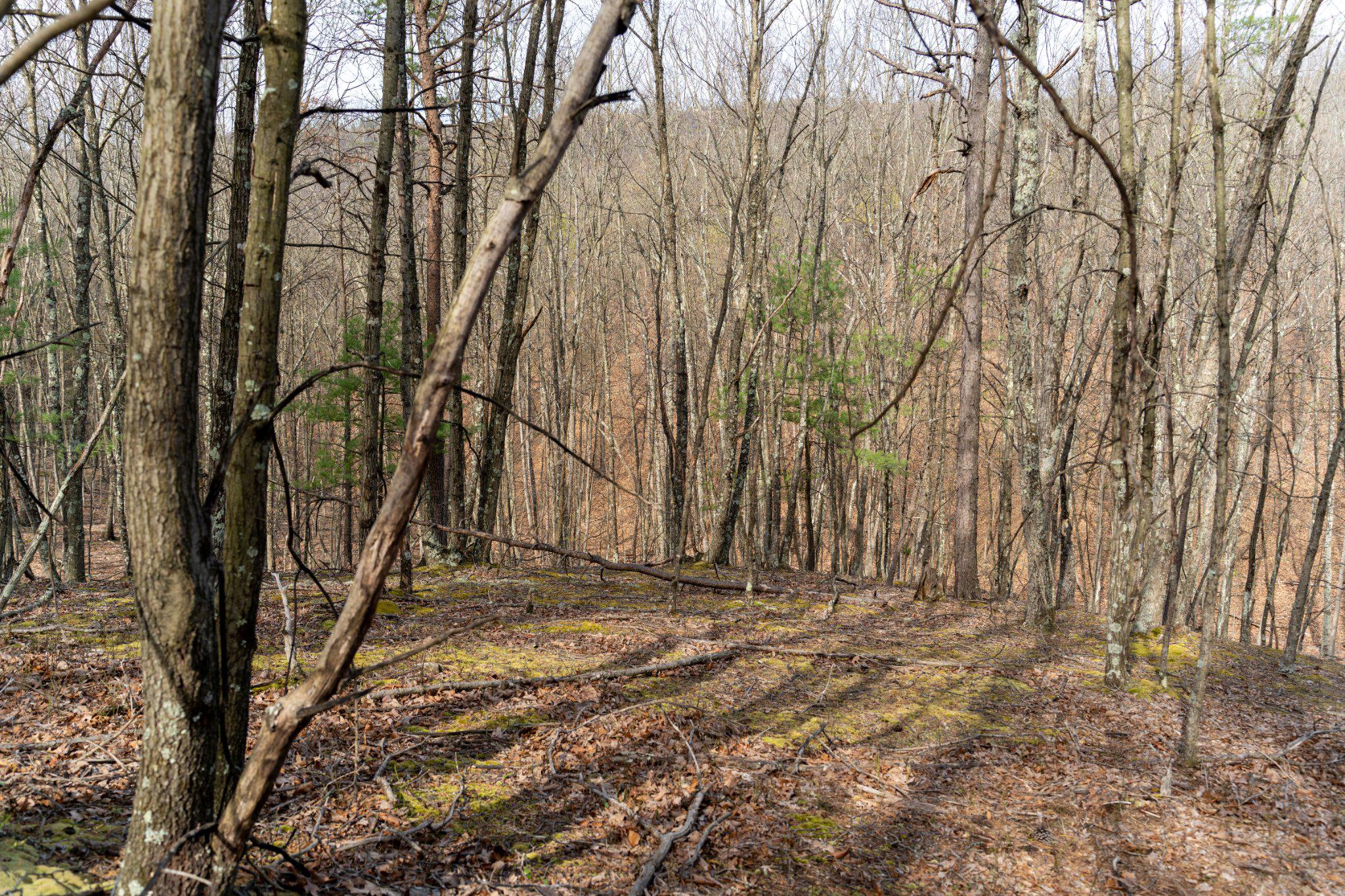 Walnut Ridge Road Southeast Oldtown, MD 21555 - Photo 8 of 18