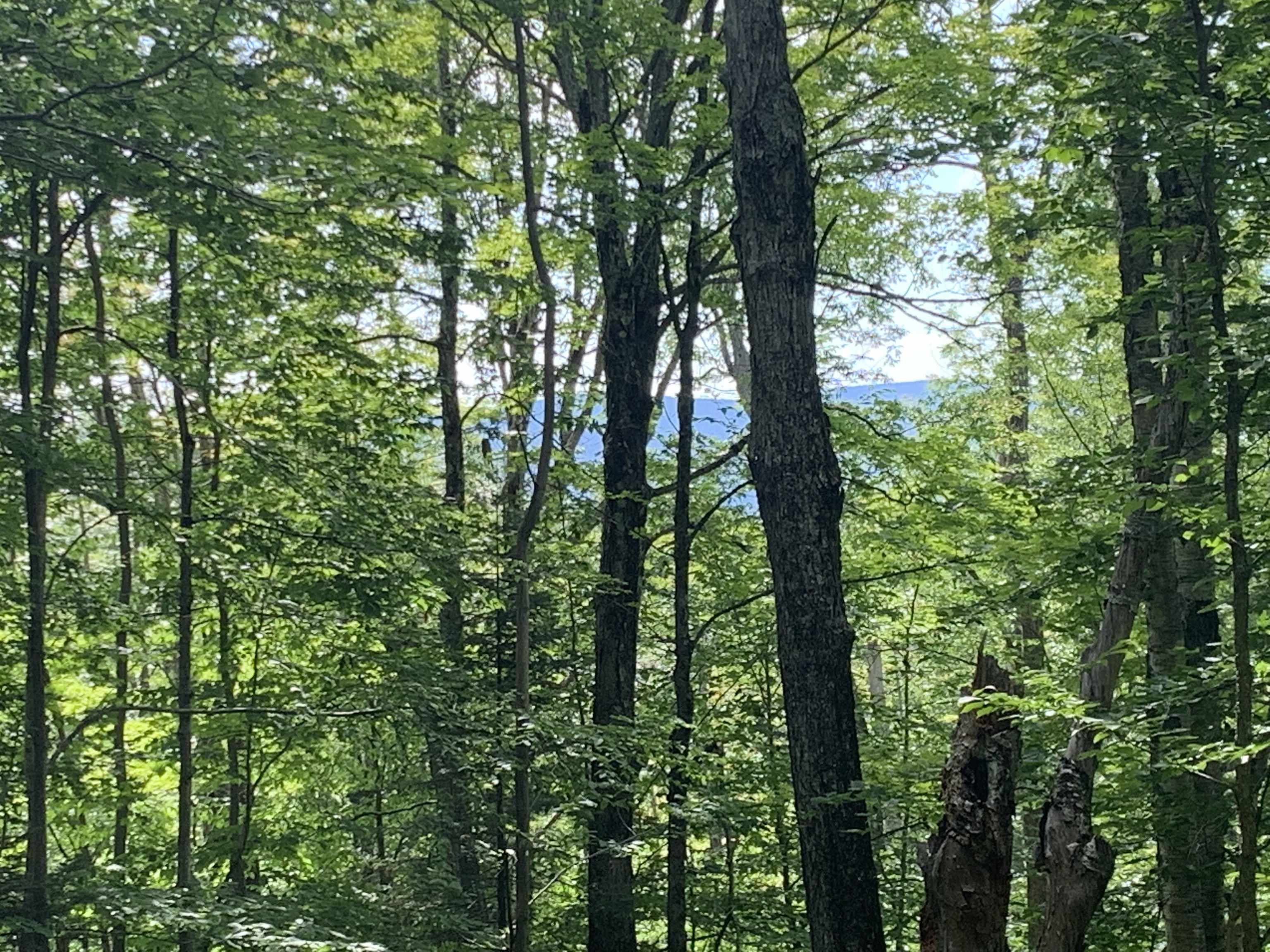 52 Sugar House Road West Dover, VT 05356 - Photo 5 of 11
