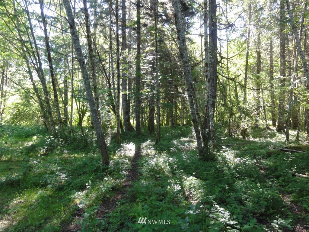 1845-1867 Cline Road Randle, WA 98377 - Photo 13 of 34 Gallery Image 13