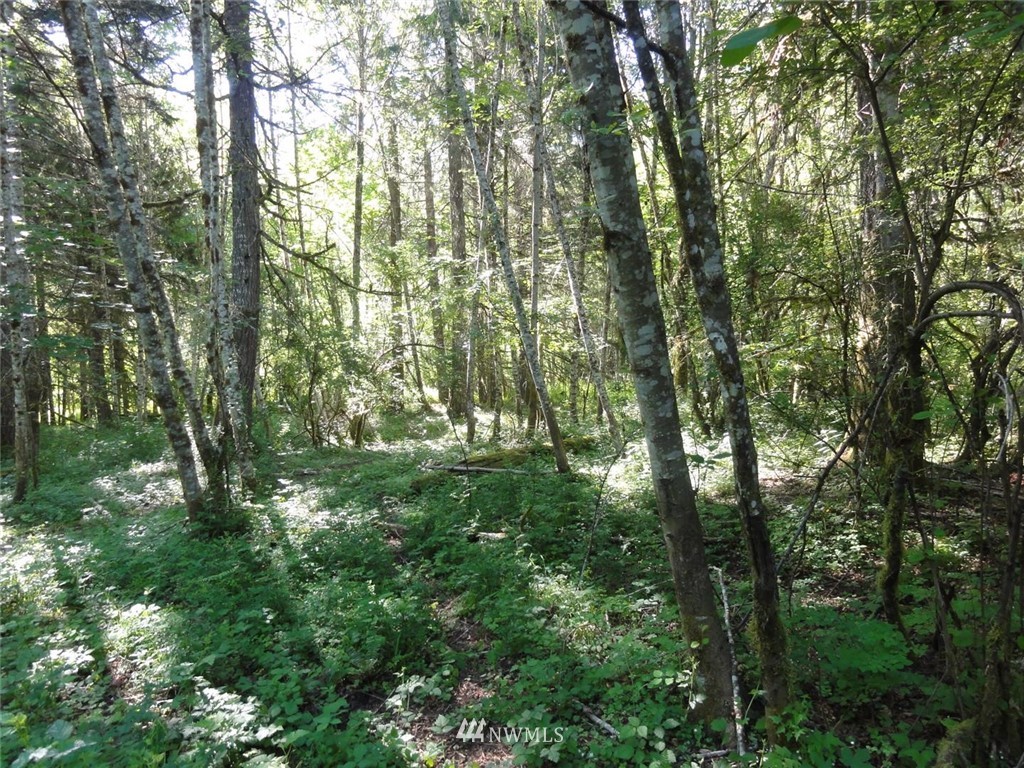 1845-1867 Cline Road Randle, WA 98377 - Photo 14 of 34 Gallery Image 14