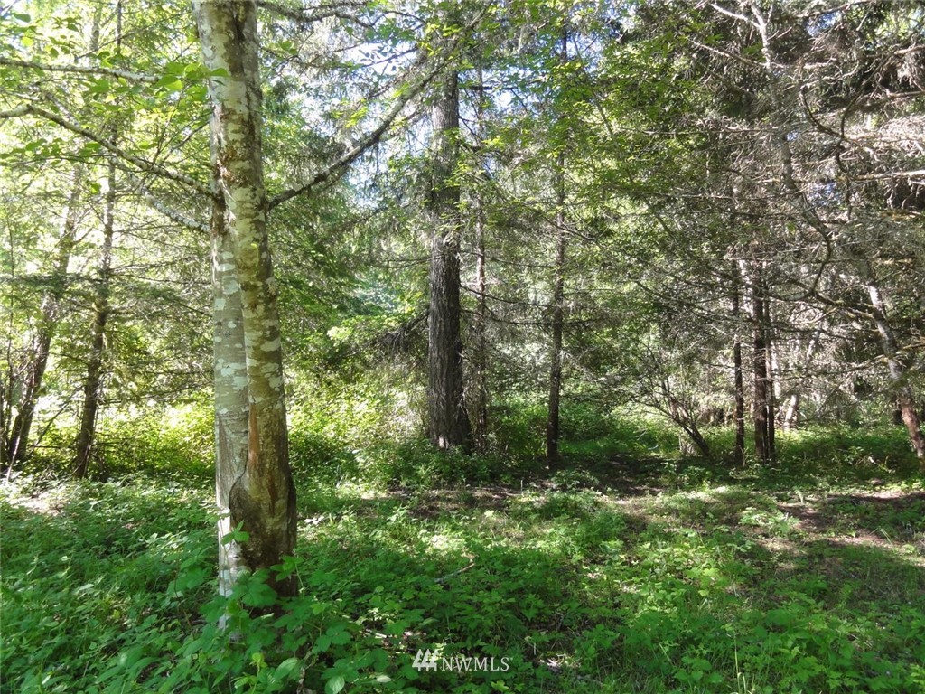1845-1867 Cline Road Randle, WA 98377 - Photo 19 of 34 Gallery Image 19