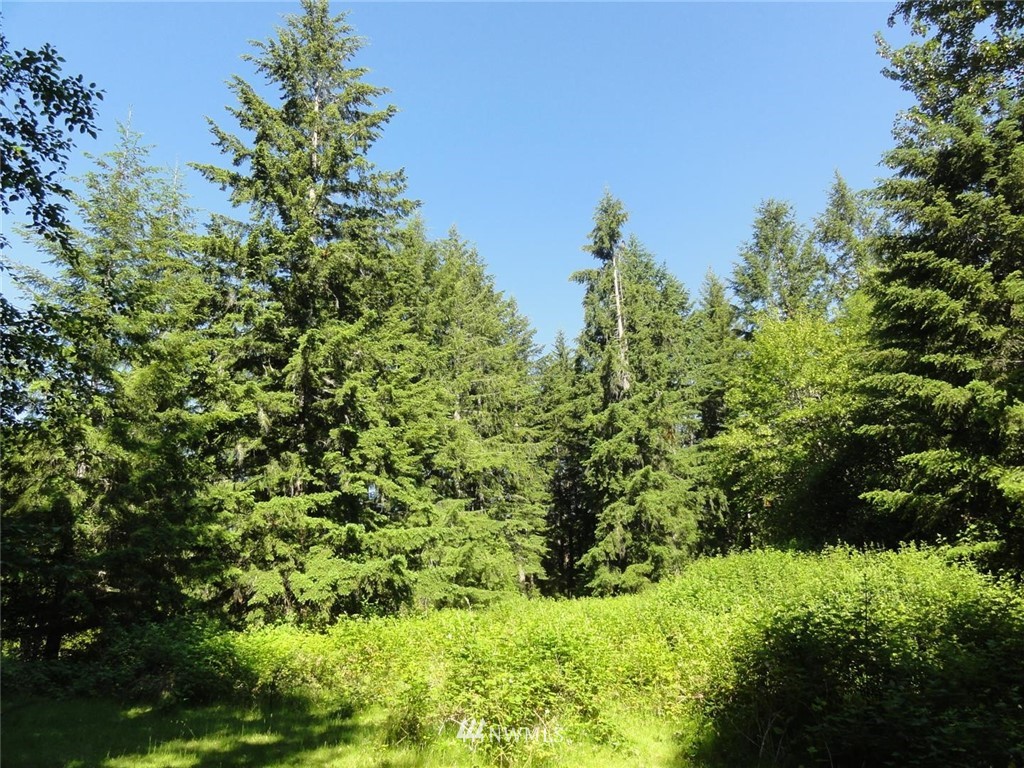 1845-1867 Cline Road Randle, WA 98377 - Photo 23 of 34 Gallery Image 23
