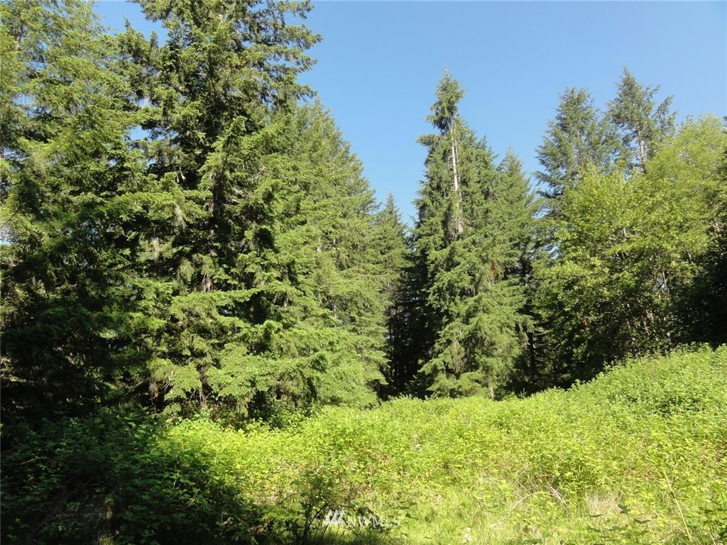 1845-1867 Cline Road Randle, WA 98377 - Photo 25 of 34 Gallery Image 25