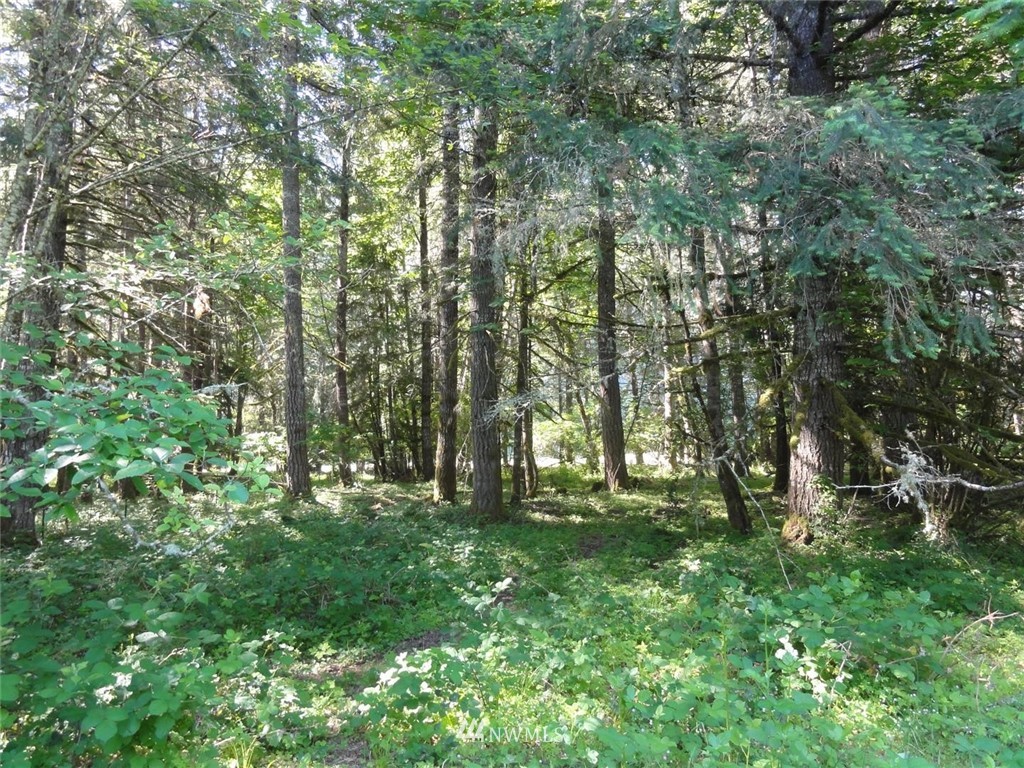 1845-1867 Cline Road Randle, WA 98377 - Photo 26 of 34 Gallery Image 26