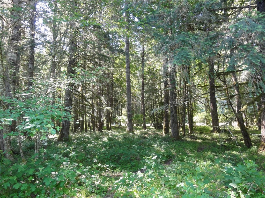 1845-1867 Cline Road Randle, WA 98377 - Photo 28 of 34 Gallery Image 28