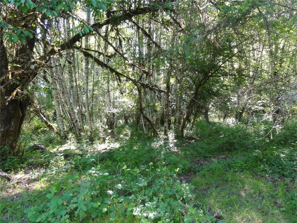 1845-1867 Cline Road Randle, WA 98377 - Photo 9 of 34 Gallery Image 9
