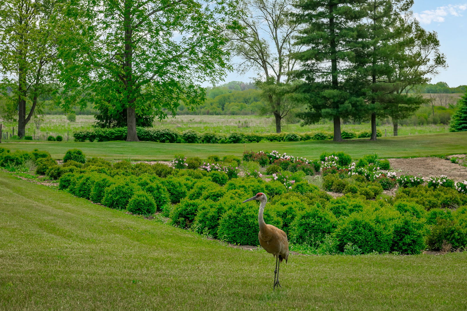 29295 North Callahan Road Wauconda, IL 60084 - Photo 9 of 45 a lush green field with lots of trees