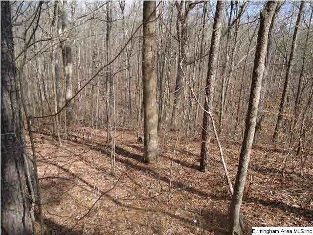 Loop Road Steele, AL 35987 - Photo 5 of 17