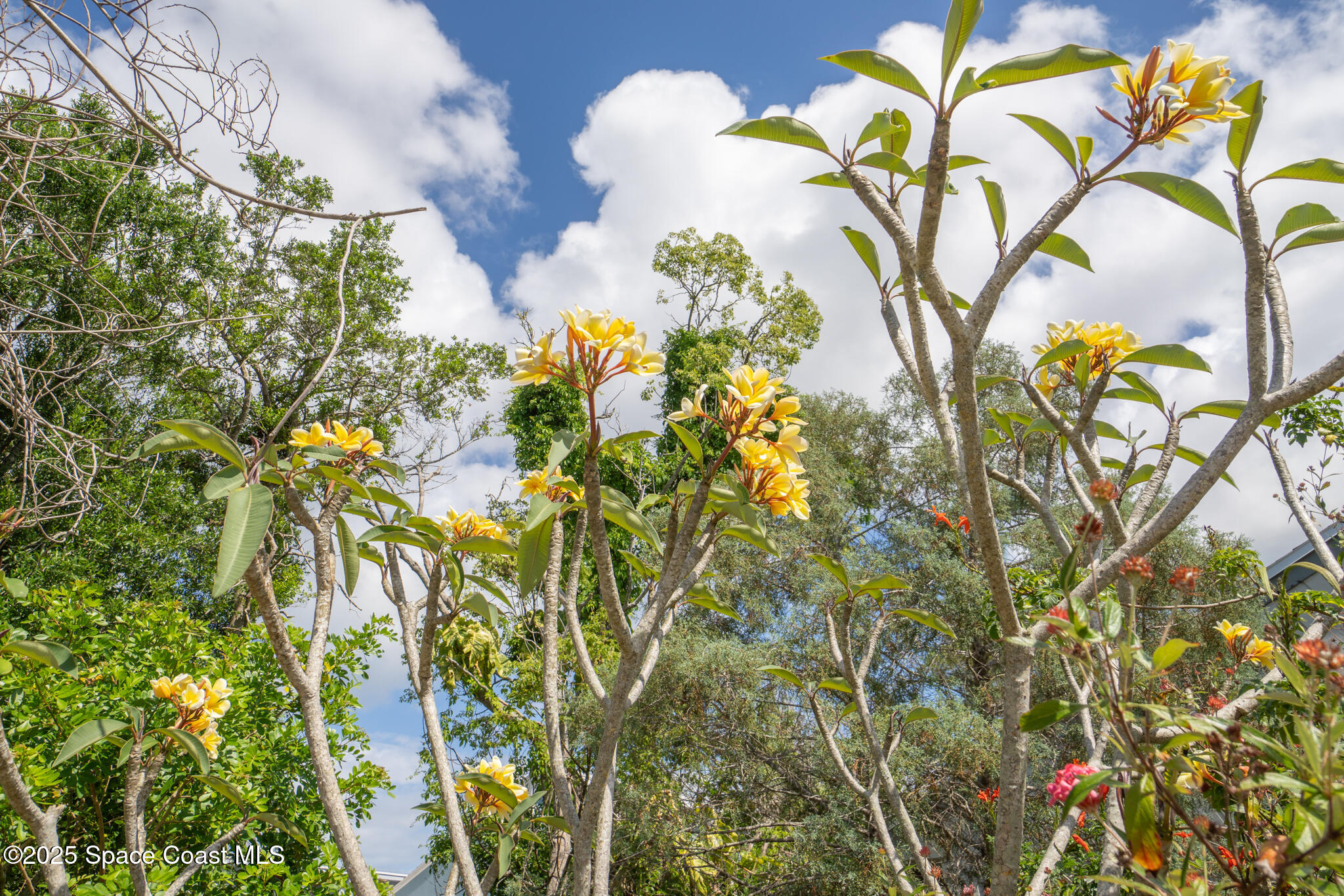 425 Willow Tree Drive Melbourne, FL 32940 - Photo 19 of 25 425 Willow Tree Dr