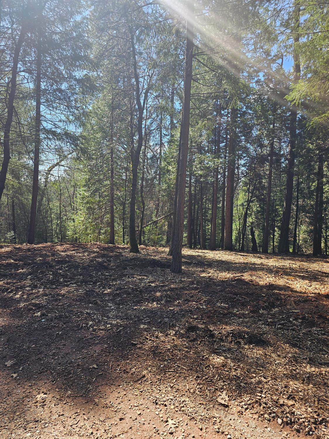 19344 Louis Road Grass Valley, CA 95945 - Photo 11 of 54 a view of a forest with trees